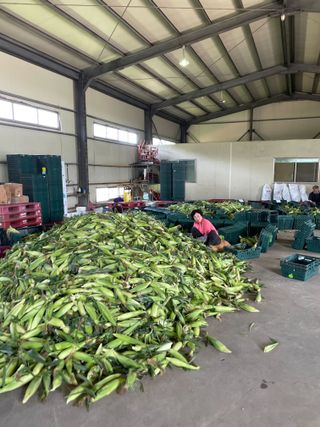 남문희님의 옥수수 · 자유게시판 작성글 사진