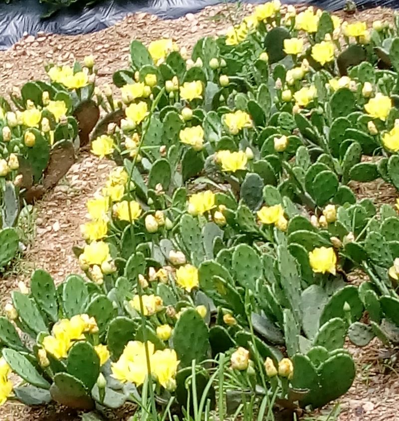 장터 상품 [건천년초열매500g] 썸네일