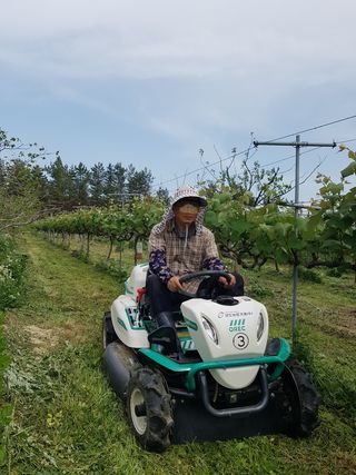 보람농장님의 포도 · 자유게시판 작성글 사진