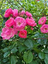 팜모닝 자유주제·사진전 게시글 이미지