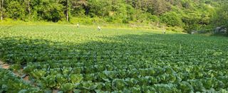 박호성님의 배추 · 비료•농약 작성글 사진