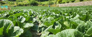 박호성님의 배추 · 비료•농약 작성글 사진