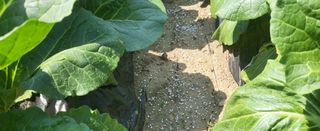 박호성님의 배추 · 비료•농약 작성글 사진