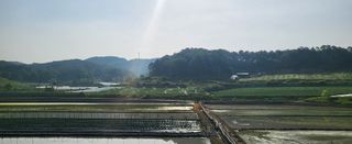 박호성님의 배추 · 비료•농약 작성글 사진