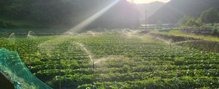 박호성님의 배추 · 비료•농약 작성글 사진