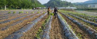 박호성님의 고추 · 파종•정식 작성글 사진