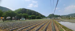 박호성님의 고추 · 파종•정식 작성글 사진