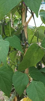 팜모닝 콩·자유게시판 게시글 이미지