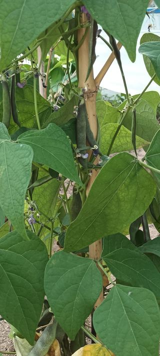 박해철님의 콩 · 자유게시판 작성글 사진