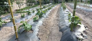 박해철님의 콩 · 자유게시판 작성글 사진