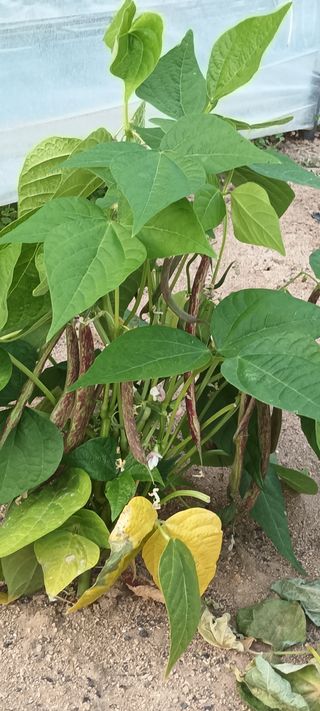 박해철님의 콩 · 자유게시판 작성글 사진