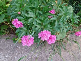 나빌레라님의 고구마 · 자유게시판 작성글 사진