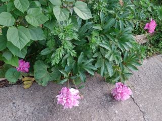 나빌레라님의 고구마 · 자유게시판 작성글 사진