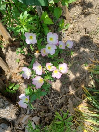나빌레라님의 고구마 · 자유게시판 작성글 사진