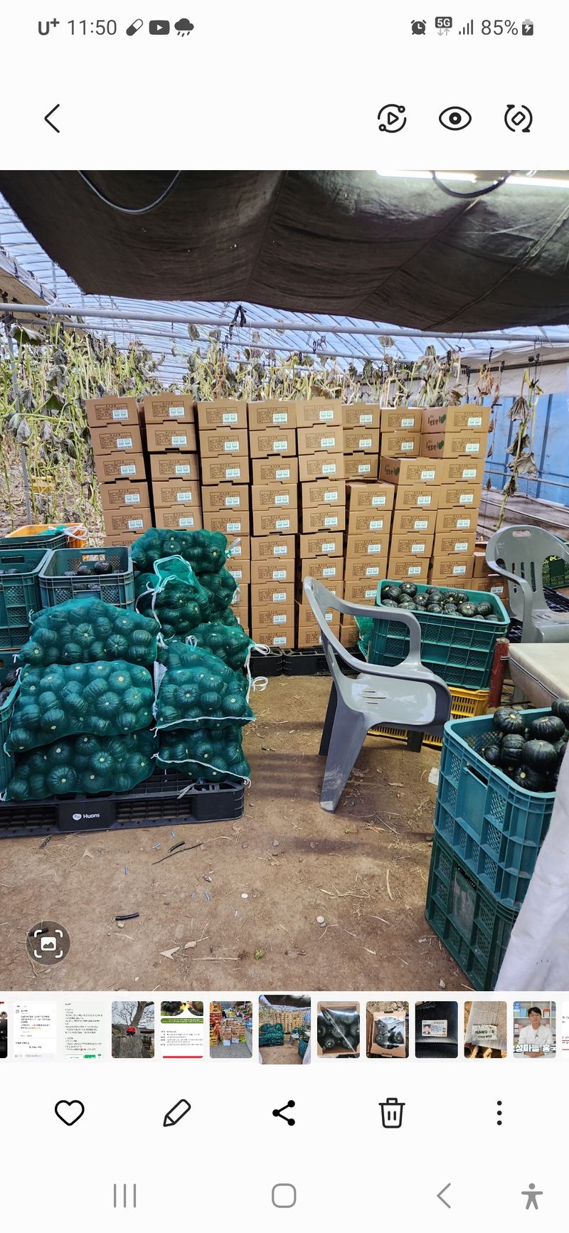 박태연님의 장터 판매 상품 [무농약 햇 미니밤호박 2.5kg] 첨부 사진