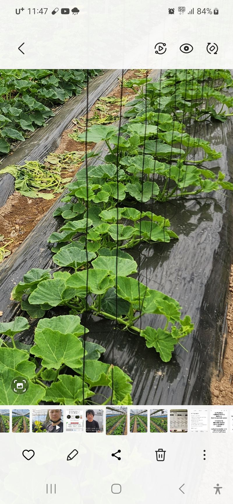 박태연님의 장터 판매 상품 [무농약 햇 미니밤호박 2.5kg] 첨부 사진