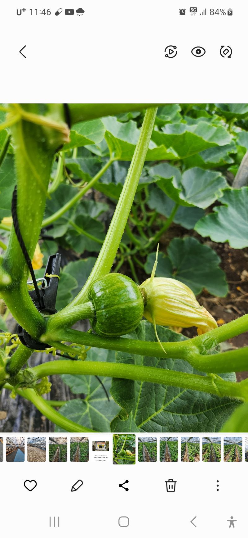 박태연님의 장터 판매 상품 [무농약 햇 미니밤호박 2.5kg] 첨부 사진