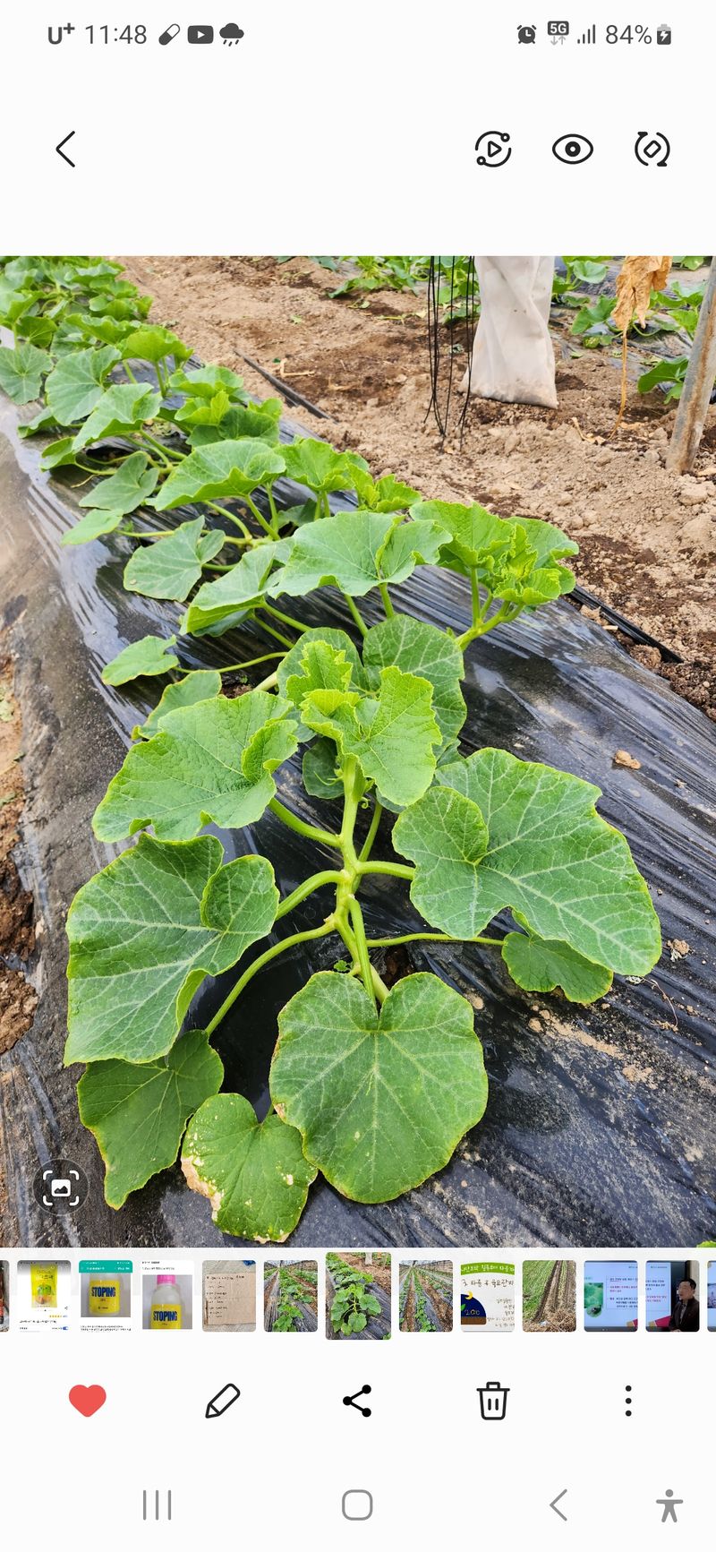 박태연님의 장터 판매 상품 [무농약 햇 미니밤호박 2.5kg] 첨부 사진