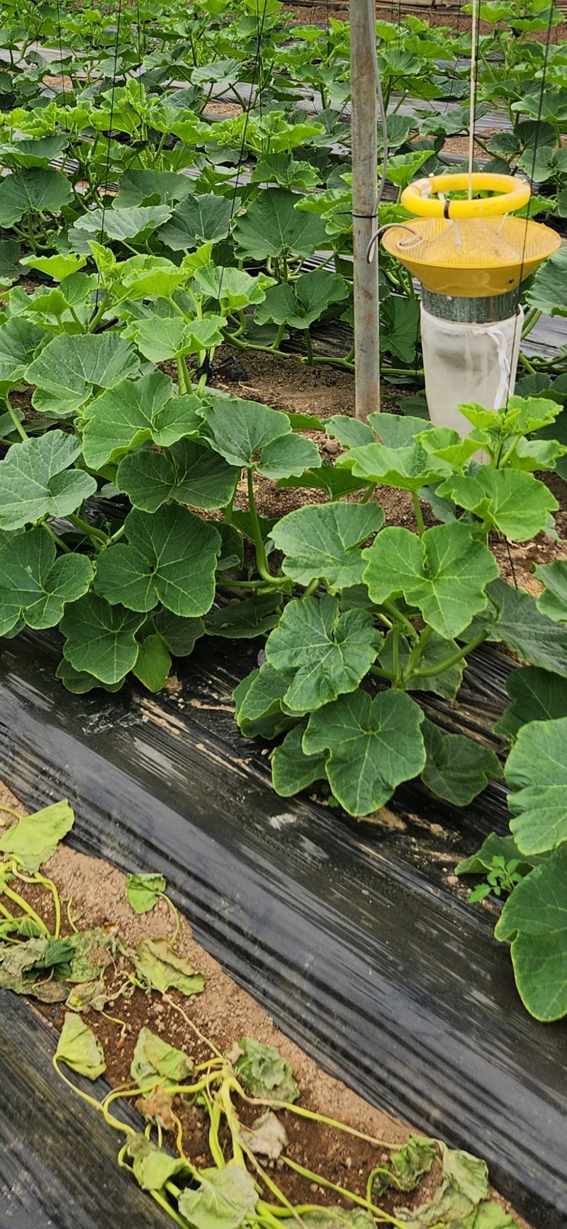 박태연님의 장터 판매 상품 [무농약 햇 미니밤호박 2.5kg] 첨부 사진