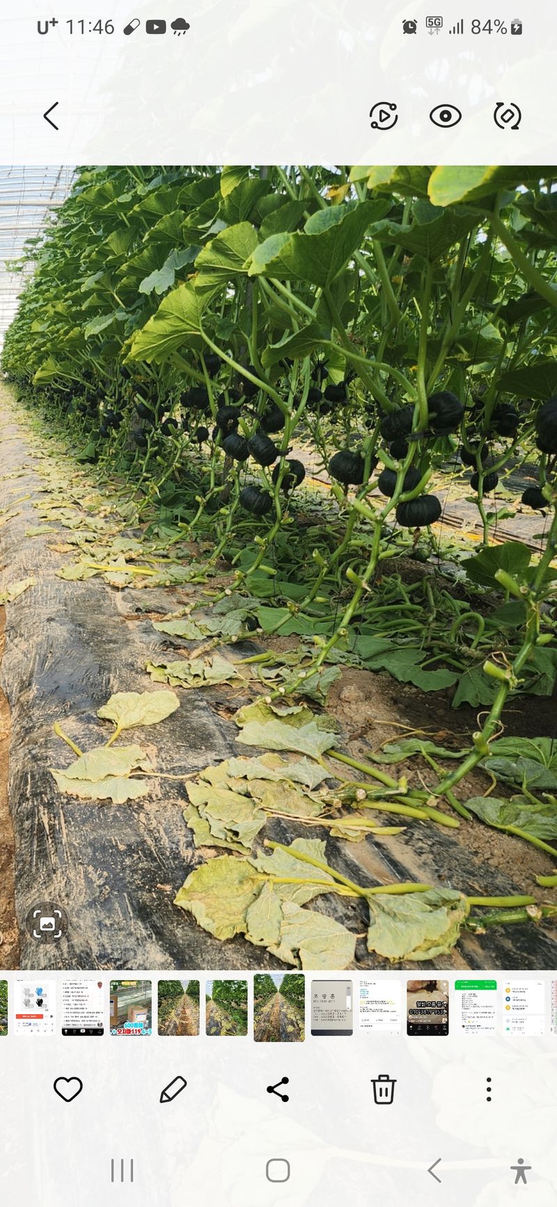 박태연님의 장터 판매 상품 [무농약 햇 미니밤호박 2.5kg] 첨부 사진