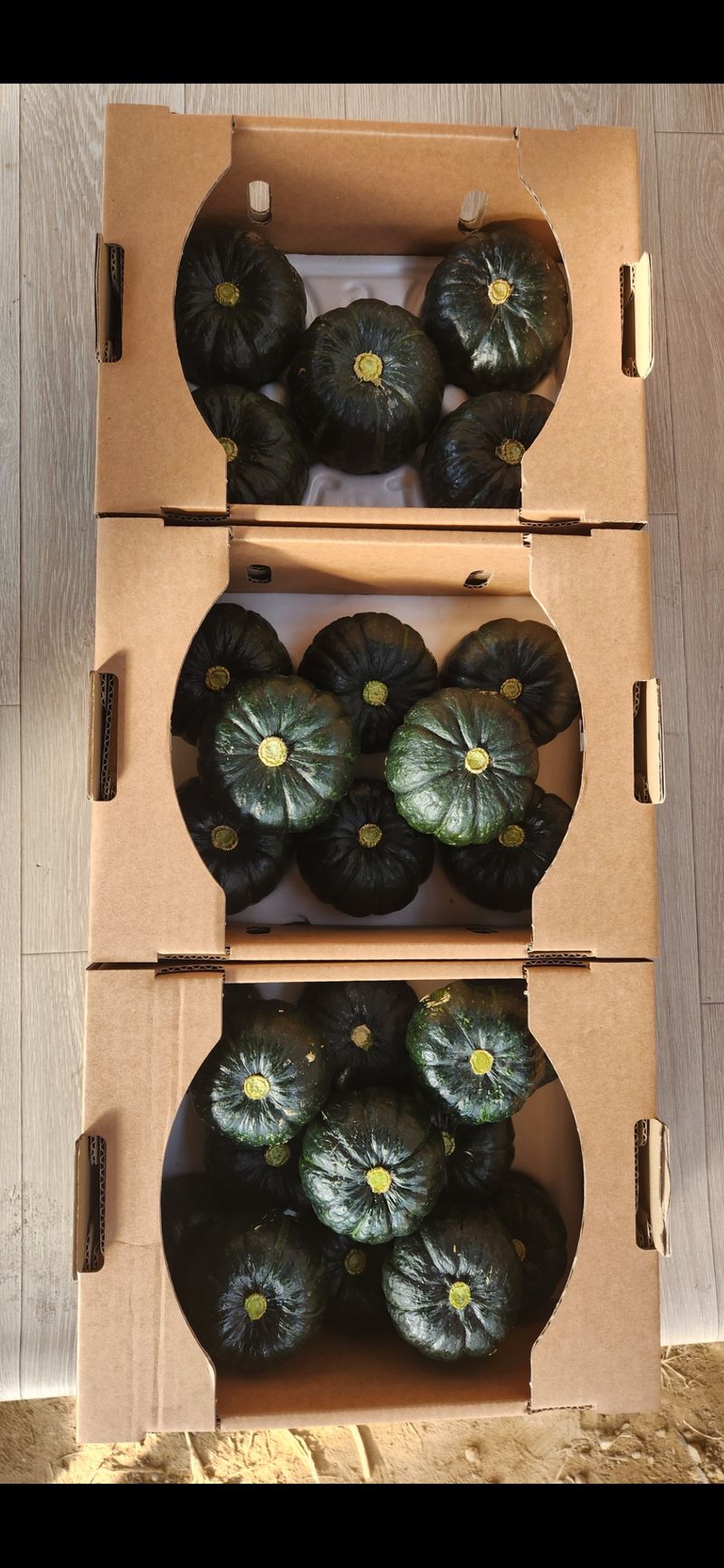 박태연님의 장터 판매 상품 [무농약 햇 미니밤호박 2.5kg] 첨부 사진