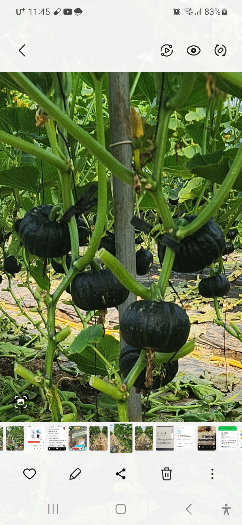 박태연님의 장터 판매 상품 [무농약 햇 미니밤호박 2.5kg] 첨부 사진