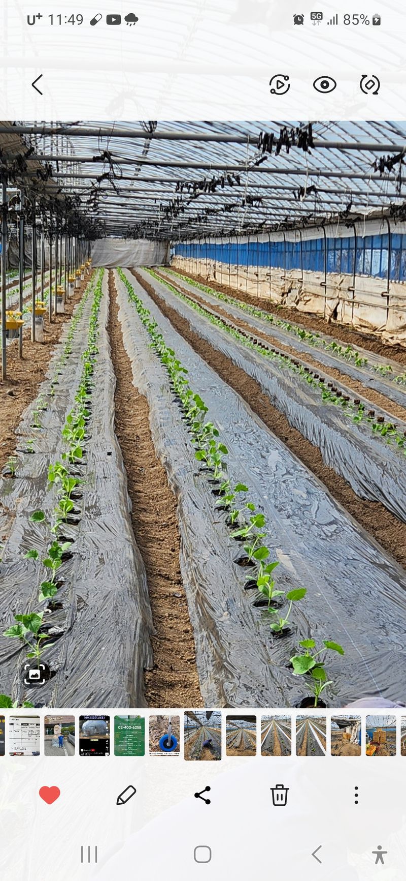 박태연님의 장터 판매 상품 [무농약 햇 미니밤호박 2.5kg] 첨부 사진