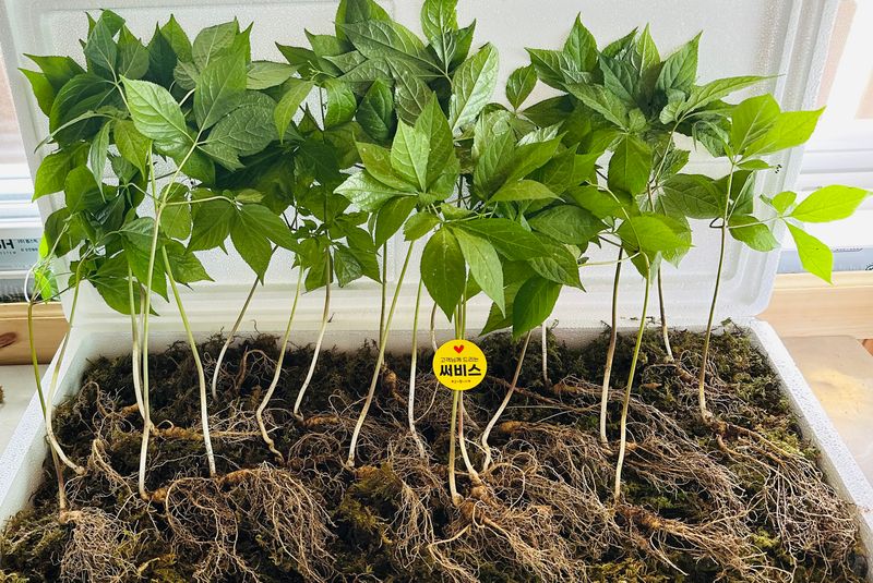 진상빈님의 장터 판매 상품 [기력충전! 강원도 횡성 산양삼 5~6년근 정삼 20뿌리(소)] 첨부 사진