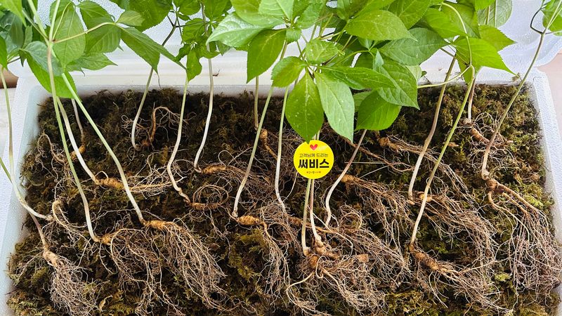 진상빈님의 장터 판매 상품 [기력충전! 강원도 횡성 산양삼 5~6년근 정삼 20뿌리(소)] 첨부 사진