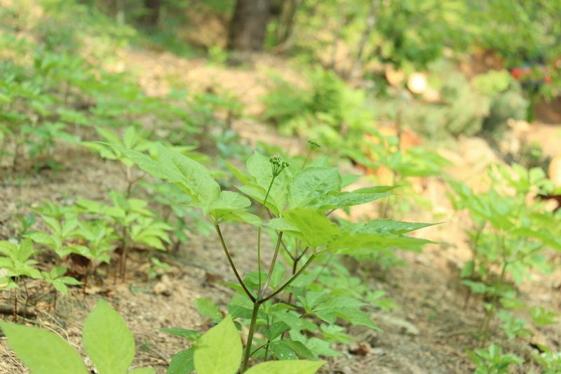 진상빈님의 장터 판매 상품 [기력충전! 강원도 횡성 산양삼 5~6년근 정삼 20뿌리(소)] 첨부 사진