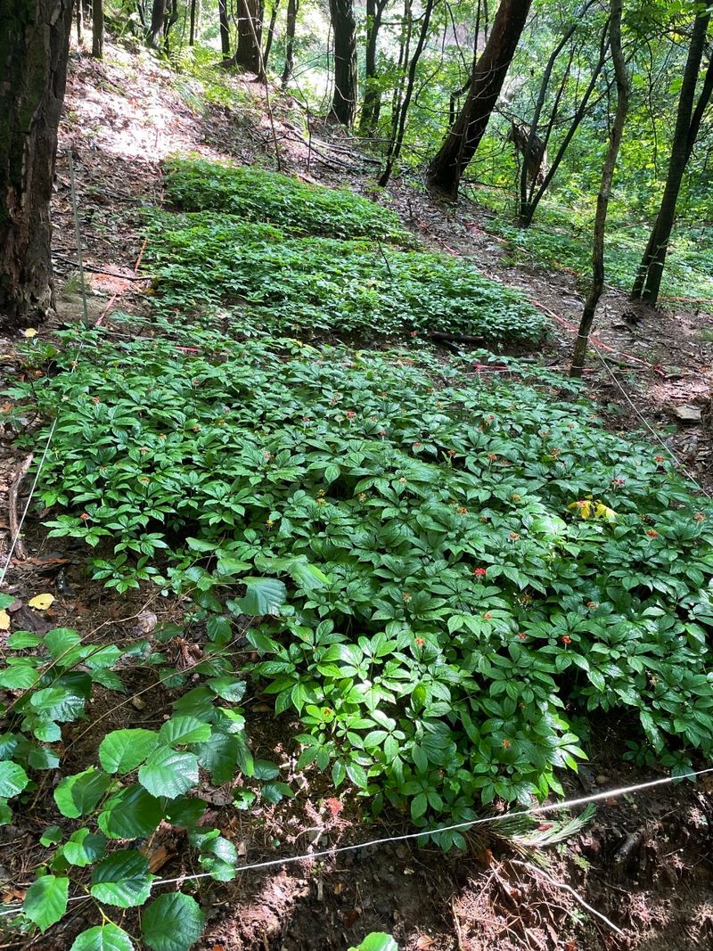 진상빈님의 장터 판매 상품 [기력충전! 강원도 횡성 산양삼 5~6년근 정삼 20뿌리(소)] 첨부 사진