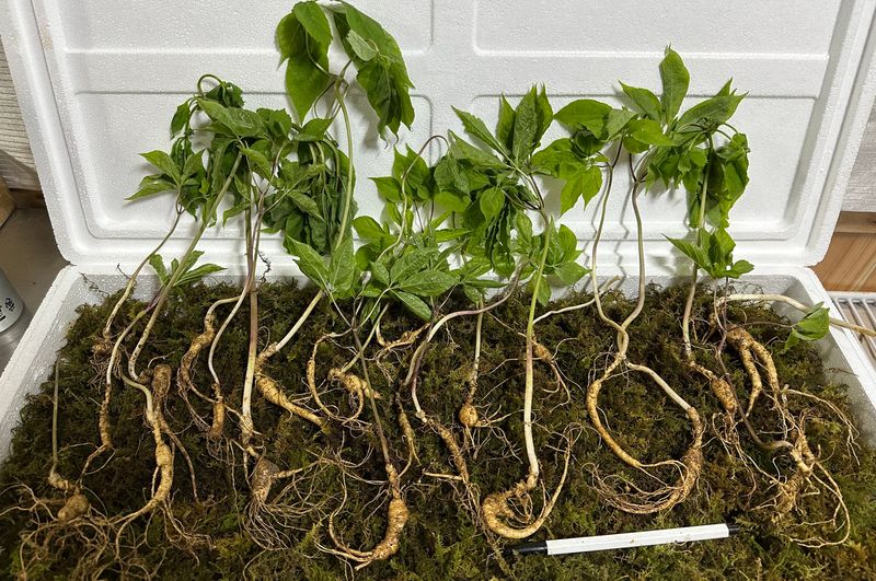 장터 상품 [10년근 파삼 무게로(대략 20-25뿌리) 판매합니다~] 썸네일