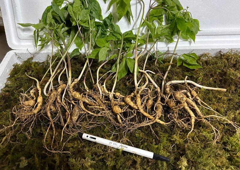 진상빈님의 장터 판매 상품 [10년근 파삼 무게로(대략 20-25뿌리) 판매합니다~] 첨부 사진