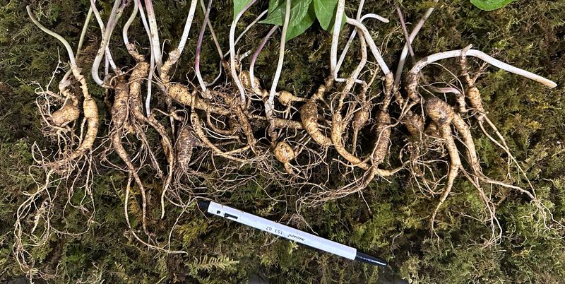 진상빈님의 장터 판매 상품 [10년근 파삼 무게로(대략 20-25뿌리) 판매합니다~] 첨부 사진