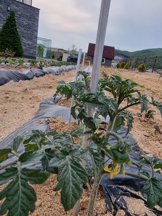 오봉춘님의 자두 · 자유게시판 작성글 사진