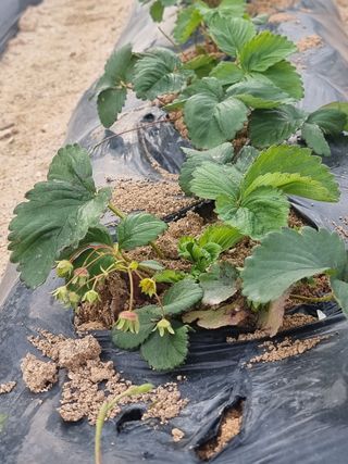 오봉춘님의 자두 · 자유게시판 작성글 사진