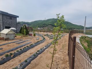 오봉춘님의 자두 · 자유게시판 작성글 사진