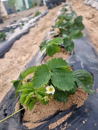 오봉춘님의 자두 · 자유게시판 작성글 사진
