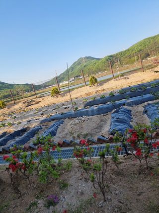 오봉춘님의 자두 · 자유게시판 작성글 사진