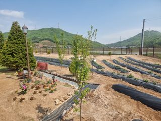 오봉춘님의 자두 · 자유게시판 작성글 사진