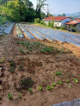 김홍규님의 고구마 · 자유게시판 작성글 사진
