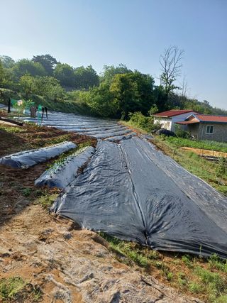 김홍규님의 고구마 · 자유게시판 작성글 사진