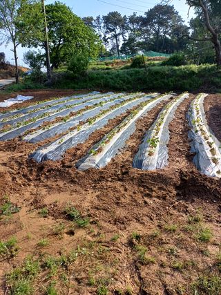 김홍규님의 고구마 · 자유게시판 작성글 사진