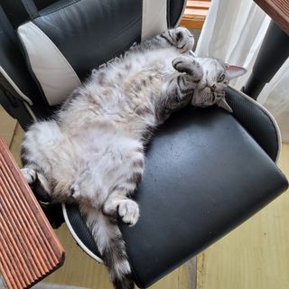 백호순(후추)님의 자유주제 · 사진전 작성글 사진