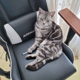 백호순(후추)님의 자유주제 · 사진전 작성글 사진