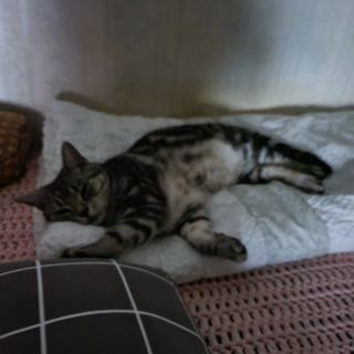 백호순(후추)님의 자유주제 · 사진전 작성글 사진