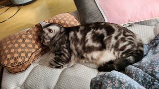 백호순(후추)님의 자유주제 · 사진전 작성글 사진