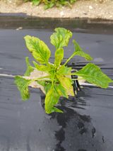 팜모닝 고추·병해충상담 게시글 이미지