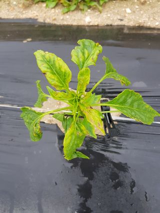 암초님의 고추 · 병해충상담 작성글 사진