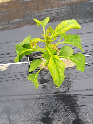 암초님의 고추 · 병해충상담 작성글 사진